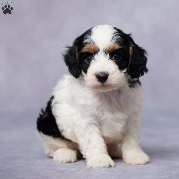 Arlo, Cavapoo Puppy